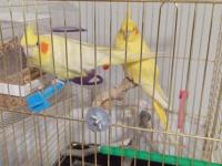 Acil satılık takım lutino sultan papağanı