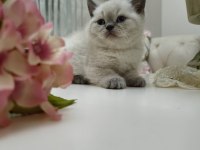 Güzel British Shorthair Bebeklerim