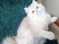 Cy 11 Şecere Belgesi Safkan Dişi 7 Aylık British Longhair