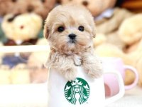 Teddy Bear Kore Kaniı Toy Poodle Yavrulariımız