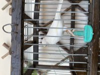 Dişi Bülbüllü Kanarya