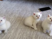 Golden Point Erkek British Shorthair Kardeşler