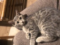 Kedi 4-5 Aylık Kız Yavrumuz