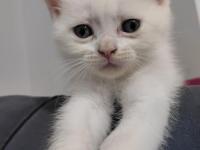 Kedilerime yuva olurmusun