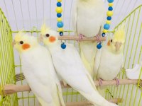 2026 Full Evcil El Beslemesi A Kalite Yavru Sultan Papağanlar