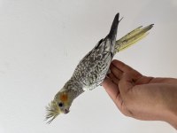 Sultan Papağanı Sahiplendirilecektir