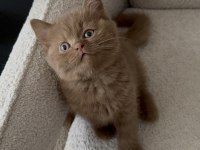 Cinnemon fawn british shorthair