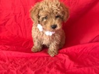 Mini poodle yavrular