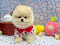 Safkan Pomeranian Boo Irkı Yavrularımız