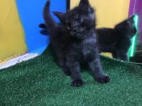 Safkan maine coon smoke yavrular