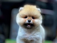 Teddy Bear Pomeranian Boo