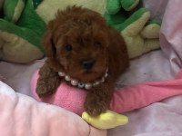 Teacup Ve Toy Poodle 1.5 Aylık Irk Garantili