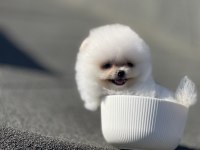 Ayı Surat Pomeranian Boo Yavrularımız