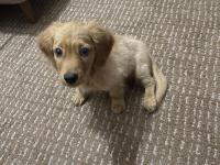 Annesi American Cocker