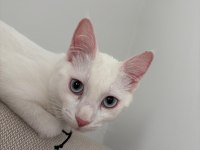 Mavi Gözlü Beyaz Tekir Kedimiz 5 Aylık Dişi