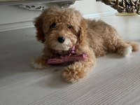 A Kalite Maltipoo Yavrularımız Sizler İle