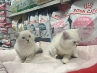 Red Point British Shorthair Türünün En Güzel Örneklerinden