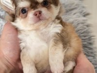 Sizde Safkan Chihuahua Sahibi Olmak İstiyorsanız