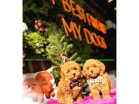 Toy Poodle Yavru Köpeklerim