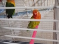 Yeni Yeme Düşmüş Cennet Papağanları