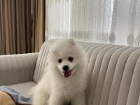 4 Aylık Erkek Pomeranian