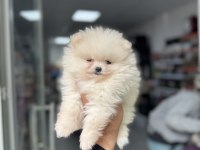 Pomeranian Boo Yavruları