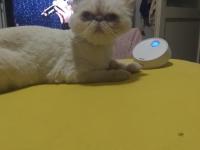 Dişi yetişkin iran kedisi