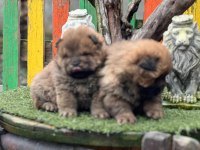 Küt Burun Chow Chow Yavrularımız