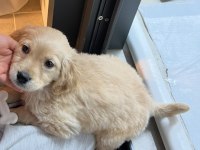 2,5 aylık minik golden retriever yavrusu