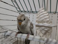 Nadir renkli muhabbet kuşu