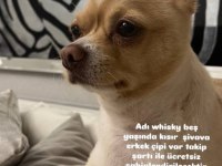 Şivava ömürlük yuva izmir içi