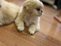 Zıpır pekinez kardeşler