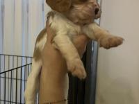 Safkan Cavalier King Charles Yavruları