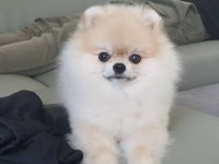 Teddy Bear Pomeranian Yavruları