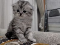2 adet scottish fold dişi yavrumuz
