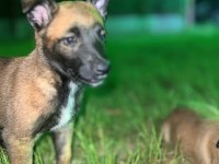 Orijinal Belçika Kurtları 1.5 Aylık