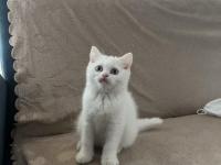 British Shorthair Güzel Kız