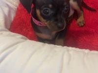 0 Numara Minyatür Pinscher Yavrular