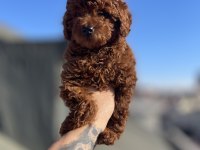 Red brown toy poodle