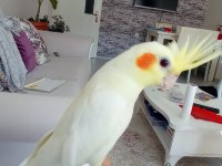 2 Yaşında Erkek Konuşan Sultan Papağanı