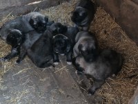 Orjinal Kangal Yavruları Sivastan