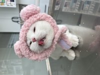 Kısırlaştırma Karşılığı Ücretsiz British Dişimiz