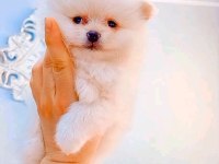 Pomeranian boo 2 aylık erkek