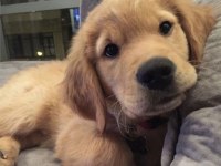 Sevimli golden retriever 2 aylık köpekler