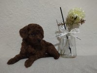Orjinal Poodle