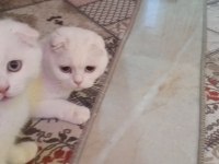 Scottish Fold Beyaz Kızımız Yeni Sahibini Arıyor