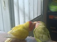 Takım sevda papağanı