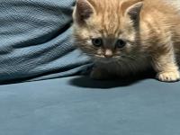 40 Günlük British Shorthair Bebişlerimiz Yeni Yuvalarını Arıyor