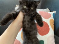 British Shorthair Ve Longhair Safkan Yuvarlak Kafa Bebekler