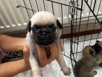 Pug Bebekler